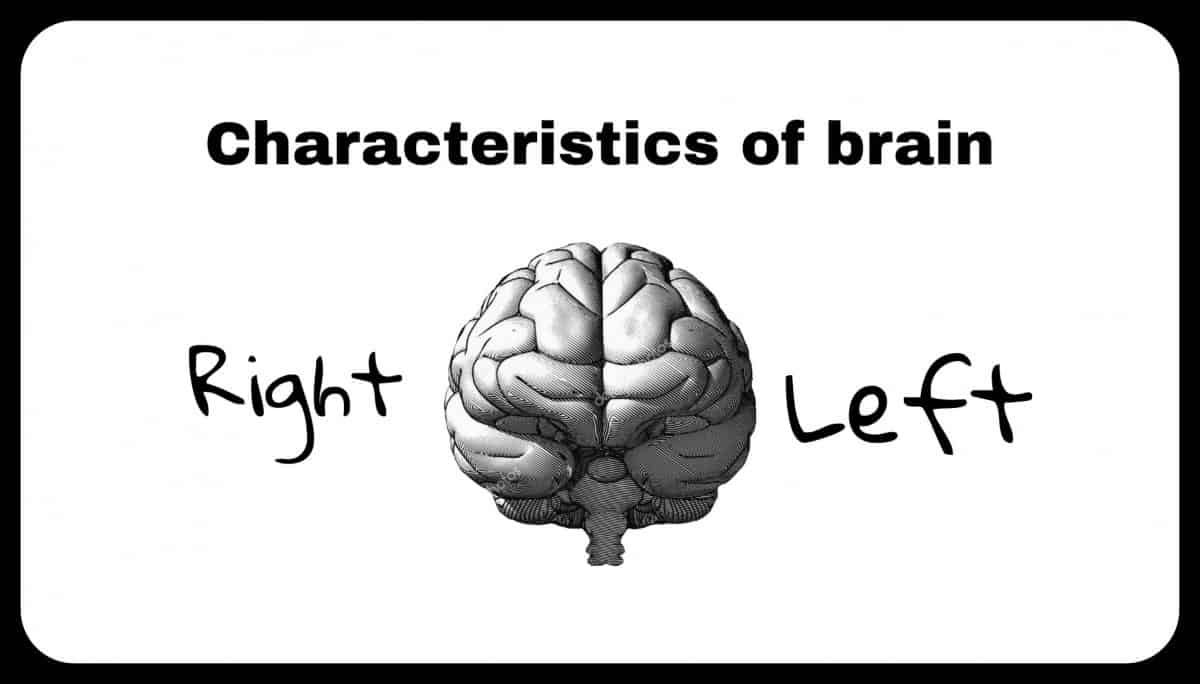 Here are some more characteristics of the left and right brain: Left Hemisphere (Masculine) Right Hemisphere (Feminine) Cause and effect Holistic perception Words / Language Intuition Facts Creativity Symbols Randomness Numbers Imagination Reality-centered Insight Objective Day-dreaming Black & White Images Pattern User Fantasy-centered Sequence Emotional Order Colors The division of the brain into masculine and feminine has been used in philosophy and psychology for many years. According to Carl Jung, consciousness is occupied by the same sex. Whereas the unconsciousness is occupied by its opposite equivalent (named anima/animus). Some theories categorize right and left spheres of the brain into consciousness and unconsciousness. According to research, left hemisphere is considered conscious (reason). Whereas the right part of the brain is considered unconscious (intuition). Yet, such theories lack the essential evidence to recognize them to be true.